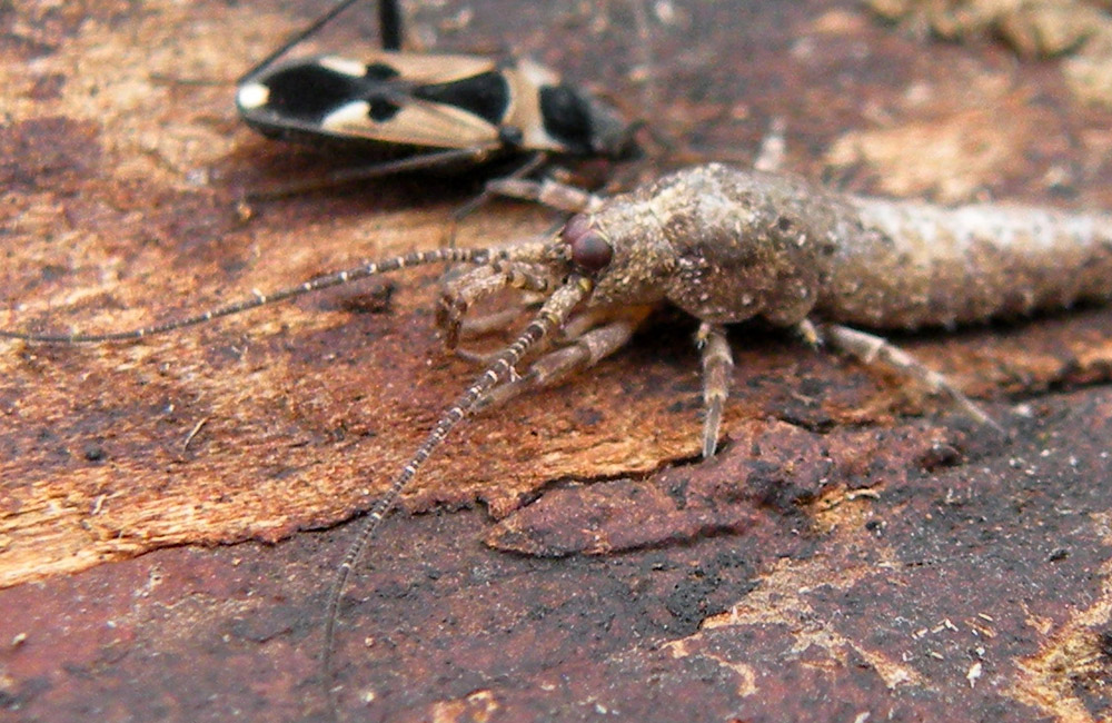 Dall''Appennino Reggiano: Machilidae: Lepismachilis sp.